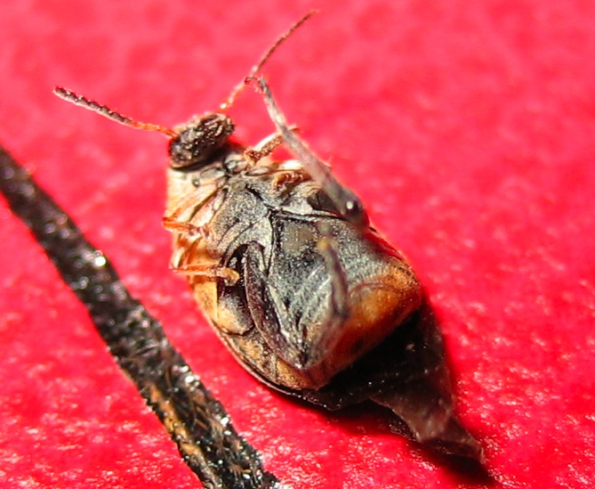 Chrysomelidae Bruchinae: Megabruchidius tonkineus